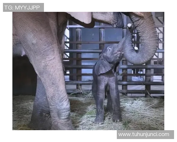 2017年梦想与神秘人交织的奇幻旅程探索与启示 2017年梦想与神秘人交织的奇幻旅程探索与启示