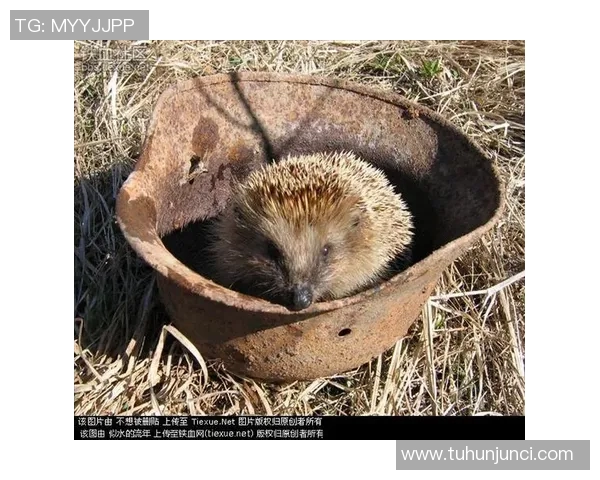 铁血君品行的传承与发展探讨：从历史到现代的价值观启示